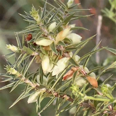 Melichrus urceolatus (Urn Heath) at Gundaroo, NSW - 20 Sep 2024 by ConBoekel