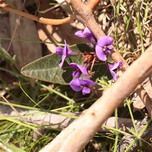 Hardenbergia violacea at Gundaroo, NSW - 20 Sep 2024 12:32 PM