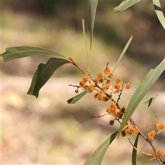 Acacia rubida (Red-stemmed Wattle, Red-leaved Wattle) at Gundaroo, NSW - 20 Sep 2024 by ConBoekel