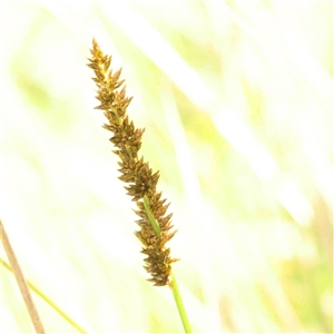 Carex appressa at Gundaroo, NSW - 20 Sep 2024 12:38 PM