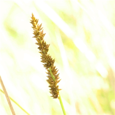 Carex appressa (Tall Sedge) at Gundaroo, NSW - 20 Sep 2024 by ConBoekel