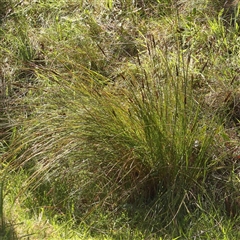 Carex appressa at Gundaroo, NSW - 20 Sep 2024 12:38 PM