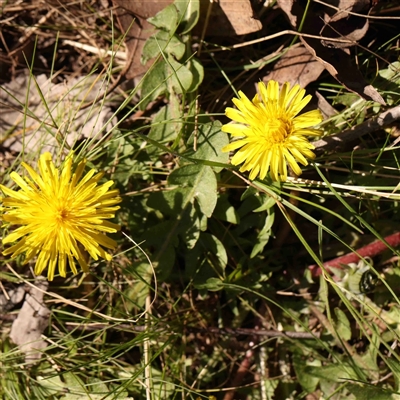 Taraxacum sect. Taraxacum (Dandelion) at Gundaroo, NSW - 20 Sep 2024 by ConBoekel