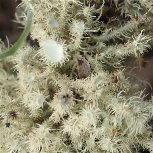 Usnea sp. (genus) at Gundaroo, NSW - 20 Sep 2024 12:40 PM