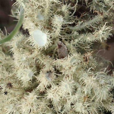 Usnea sp. (genus) (Bearded lichen) at Gundaroo, NSW - 20 Sep 2024 by ConBoekel