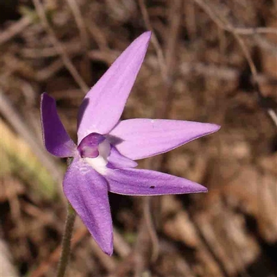 Glossodia major (Wax Lip Orchid) at Gundaroo, NSW - 20 Sep 2024 by ConBoekel