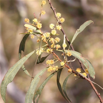 Acacia rubida (Red-stemmed Wattle, Red-leaved Wattle) at Gundaroo, NSW - 20 Sep 2024 by ConBoekel