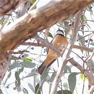 Pachycephala rufiventris at Gundaroo, NSW - 20 Sep 2024