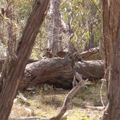 Macropus giganteus (Eastern Grey Kangaroo) at Gundaroo, NSW - 20 Sep 2024 by ConBoekel