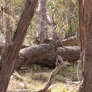 Macropus giganteus at Gundaroo, NSW - 20 Sep 2024 01:14 PM