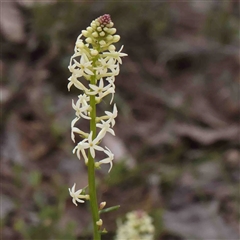 Stackhousia monogyna (Creamy Candles) at Gundaroo, NSW - 20 Sep 2024 by ConBoekel