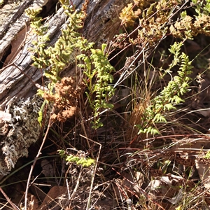 Cheilanthes sieberi subsp. sieberi at Gundaroo, NSW - 20 Sep 2024 01:15 PM