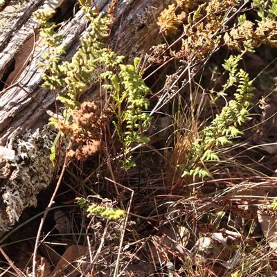 Cheilanthes sieberi subsp. sieberi (Mulga Rock Fern) at Gundaroo, NSW - 20 Sep 2024 by ConBoekel