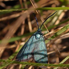 Pollanisus (genus) (A Forester Moth) at Gundaroo, NSW - 20 Sep 2024 by ConBoekel