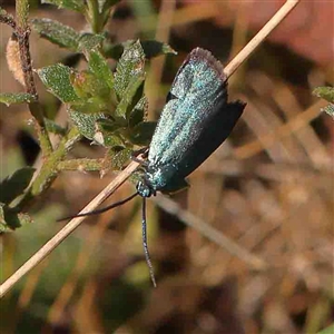 Pollanisus (genus) at Gundaroo, NSW - 20 Sep 2024