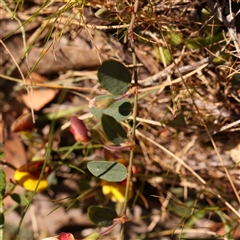 Bossiaea prostrata at Gundaroo, NSW - 20 Sep 2024