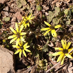 Arctotheca calendula (Capeweed, Cape Dandelion) at Gundaroo, NSW - 20 Sep 2024 by ConBoekel