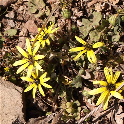 Arctotheca calendula (Capeweed, Cape Dandelion) at Gundaroo, NSW - 20 Sep 2024 by ConBoekel