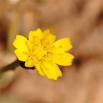 Hypochaeris glabra (Smooth Catsear) at Gundaroo, NSW - 20 Sep 2024 by ConBoekel