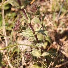 Parentucellia latifolia at Gundaroo, NSW - 20 Sep 2024 01:21 PM