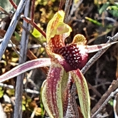 Caladenia actensis (Canberra Spider Orchid) by Bubbles