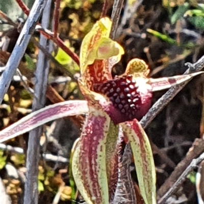 Caladenia actensis (Canberra Spider Orchid) at Hackett, ACT by Bubbles