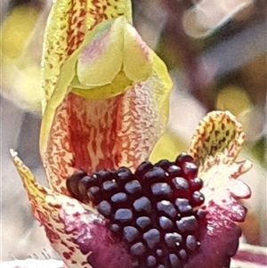 Caladenia actensis at suppressed - suppressed