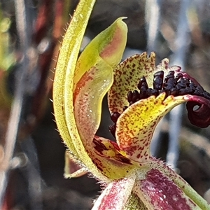 Caladenia actensis at suppressed - suppressed