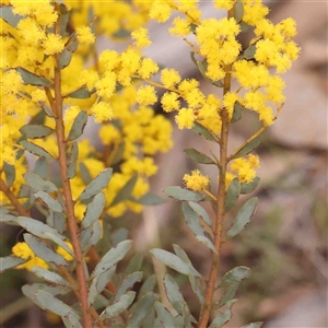 Acacia buxifolia subsp. buxifolia at Gundaroo, NSW - 20 Sep 2024