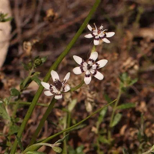 Wurmbea dioica subsp. dioica at Gundaroo, NSW - 20 Sep 2024