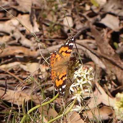 Vanessa kershawi (Australian Painted Lady) at Gundaroo, NSW - 20 Sep 2024 by ConBoekel