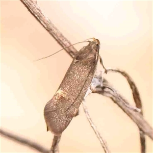 Leistomorpha brontoscopa at Gundaroo, NSW - 20 Sep 2024 01:35 PM