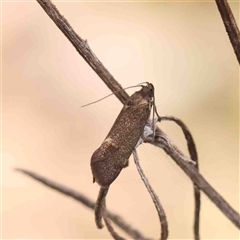 Leistomorpha brontoscopa at Gundaroo, NSW - 20 Sep 2024