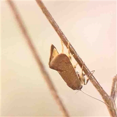 Leistomorpha brontoscopa at Gundaroo, NSW - 20 Sep 2024