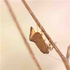 Leistomorpha brontoscopa at Gundaroo, NSW - 20 Sep 2024 01:35 PM