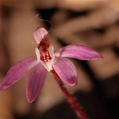 Caladenia fuscata (Dusky Fingers) at Gundaroo, NSW - 20 Sep 2024 by ConBoekel