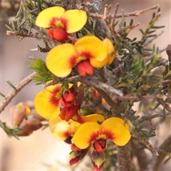 Dillwynia sericea (Egg And Bacon Peas) at Gundaroo, NSW - 20 Sep 2024 by ConBoekel