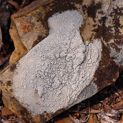 Unidentified Lichen at Gundaroo, NSW - 20 Sep 2024 by ConBoekel