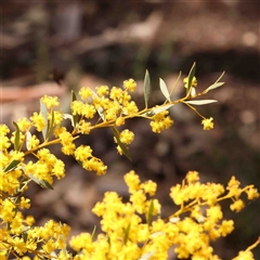 Acacia buxifolia subsp. buxifolia (Box-leaf Wattle) at Gundaroo, NSW - 20 Sep 2024 by ConBoekel