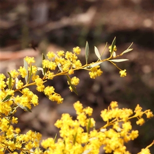 Acacia buxifolia subsp. buxifolia at Gundaroo, NSW - 20 Sep 2024