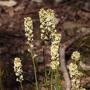 Stackhousia monogyna at Gundaroo, NSW - 20 Sep 2024 01:42 PM