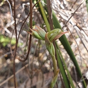 Oligochaetochilus aciculiformis at Acton, ACT - 14 Sep 2024