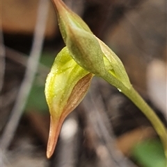 Oligochaetochilus aciculiformis at Acton, ACT - 14 Sep 2024