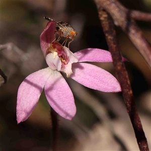 Austrotephritis sp. (genus) at Gundaroo, NSW - 20 Sep 2024