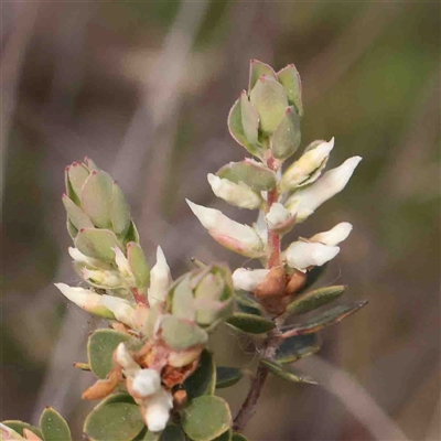 Brachyloma daphnoides (Daphne Heath) at Gundaroo, NSW - 20 Sep 2024 by ConBoekel