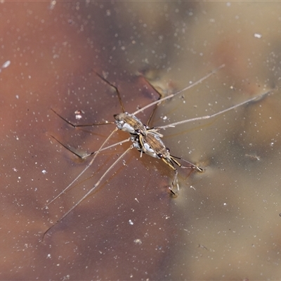 Tenagogerris euphrosyne (Water Strider) at Theodore, ACT - 22 Sep 2024 by RomanSoroka