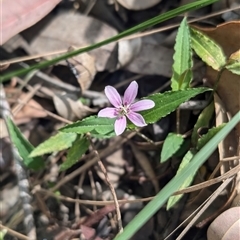 Schelhammera undulata (Lilac Lily) at Killcare Heights, NSW - 22 Sep 2024 by immyw