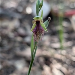 Calochilus robertsonii (Beard Orchid) at West Wallsend, NSW - 6 Sep 2024 by immyw