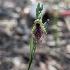 Calochilus robertsonii at West Wallsend, NSW - 6 Sep 2024