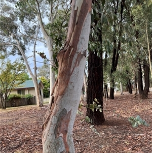 Eucalyptus rubida subsp. rubida at Higgins, ACT - 22 Mar 2023